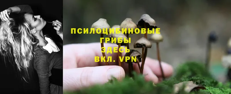 дарк нет наркотические препараты  Ладушкин  Псилоцибиновые грибы Magic Shrooms 